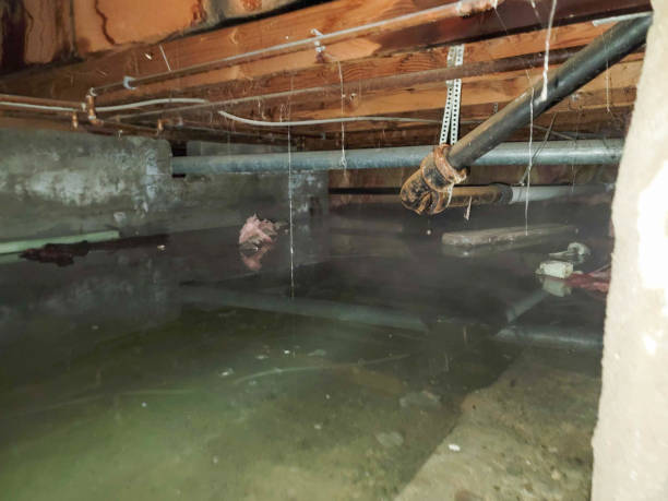 Best Professional water damage repair  in Louisville, KY